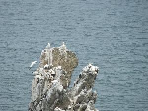 Ireland's Eye - 'The Stack' - on top - gannets, below - guillemots