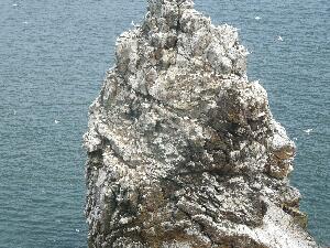 Ireland's Eye - 'The Stack' crowded with nesting seabirds