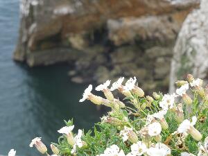 Ireland's Eye  - Sea Campion - Silene uniflora - Coireán mara