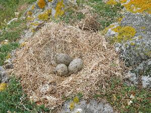Ireland's Eye - Black Backed Gull eggs with apologies to the mother who in the next photo is back sitting on teh nest.
