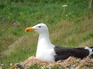 Ireland's Eye - the Black Backed Gull mother who is back sitting on the eggs seen in the previous photo.
