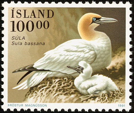 Iceland gannet postage stamp