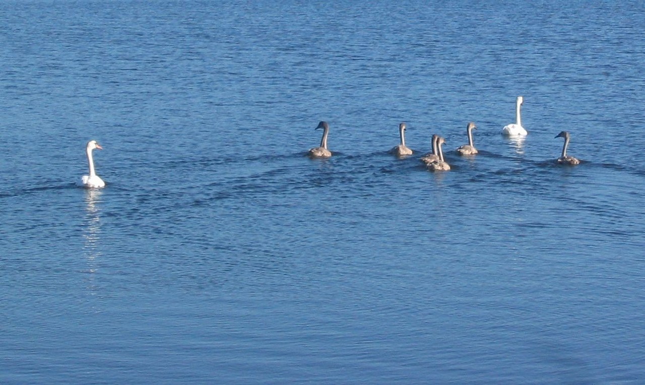 A family of swans on Lough Bofin
