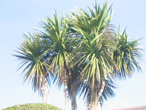 Cordyline - introduced to Europe from New Zealnd