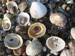 Shells on the beach at Knock.