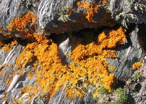 Lichen on rocks near Ardlea Cove