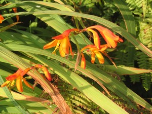 Montbretia or Crocosmia, a plant introduced to Ireland, via France, from South Africa.