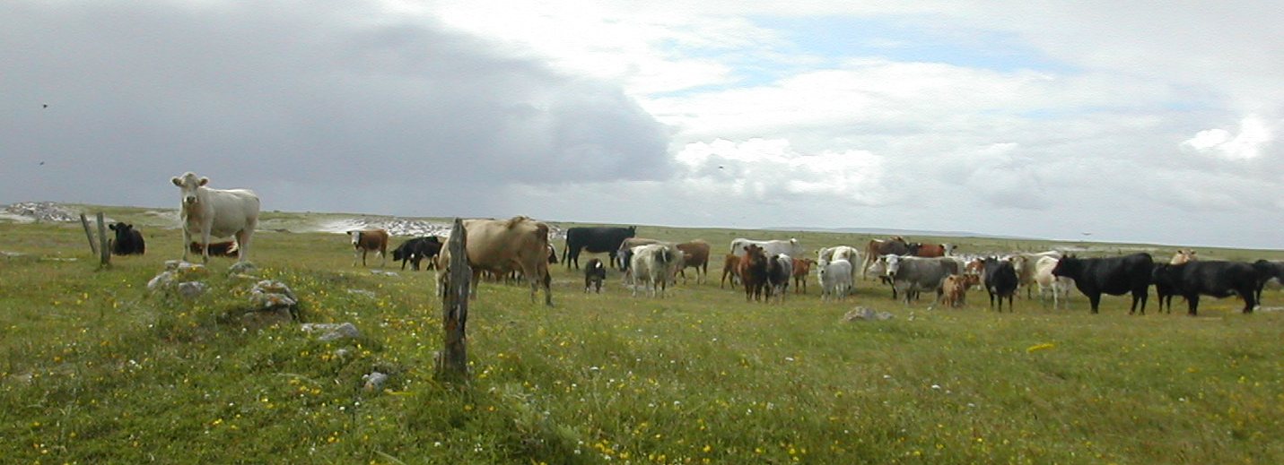 Cattle grazing on Finis.