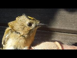 Copeland Islands - 5.7g of goldcrest being ringed and recorded