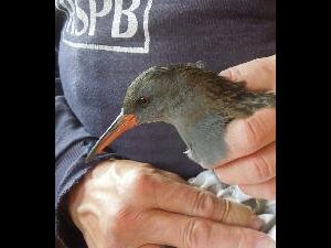 Copeland Islands - 155g of water rail being ringed and recorded
