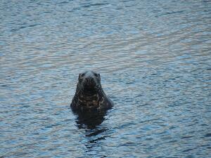 Copeland Islands - a curious seal at South Landing