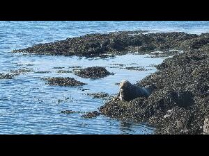 Copeland Islands - a seal hauled out on the seaweedy low tide rocks at South Landing