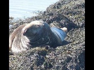 Copeland Islands - a fine fat seal hauled out at South Landing
