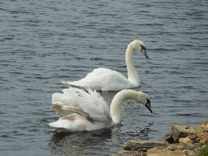 rainn Mhir -  - swans on Loch Thoir