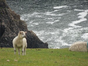 rainn Mhir - sheep grazing near the lighthouse