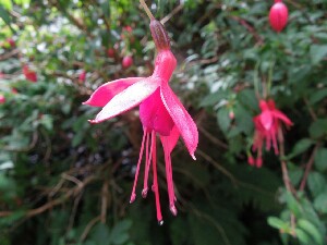 rainn Mhir - Fuchsia - Fuchsia magellanica - Fiise - a native of Chile