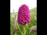 Anacamptis Pyramidalis - Magairlin na Stuaice - Pyramidal Orchid - June-July