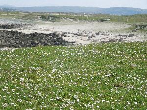 Much of Omey is 'machair' grassland overlying sand