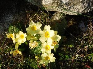 Primrose - Primula vulgaris - Sabhaircín