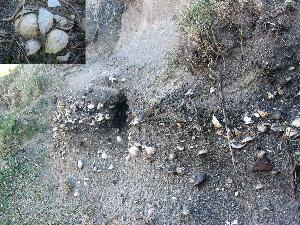 Omey - A midden of shells discarded by shellfish eaters. This midden has been dated to 1000AD - 1500AD