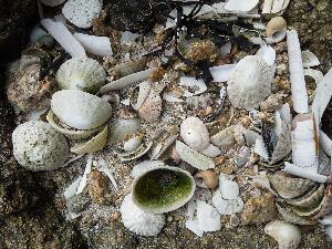 Seashells on the shore