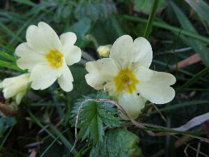 Primrose - Primula vulgaris - Sabhaircn