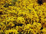 Furze - Whins - Gorse