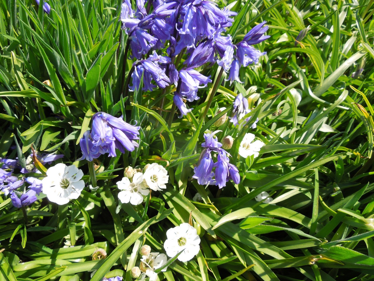 Bluebells and campion on the Great Saltee