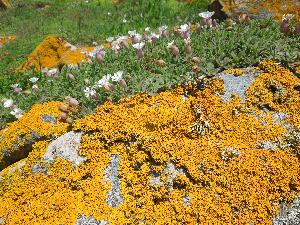 Great Saltee - lichen, bluebells and campion