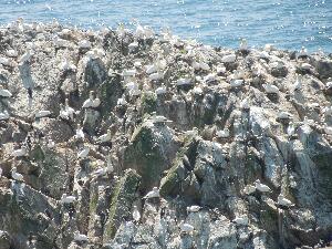 Great Saltee - part of the gannet colony