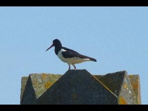 Great Saltee - an oystercatcher perched above 'Prince' Michael's throne