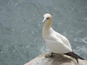 Great Saltee - a gannet