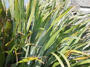 Great Saltee - New Zealand Flax - Phormium tenax - Lon na Nua-Shalainne