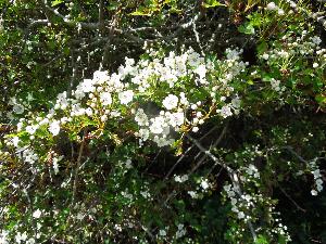Great Saltee  - Hawthorn - Crataegus monogyna - Sceach gheal - in full flower