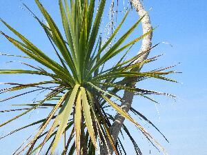 Great Saltee - Cabbage-palm - Cordyline australis