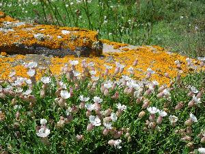 Great Saltee - campion and orange lichen