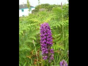 Great Saltee - spotted orchid