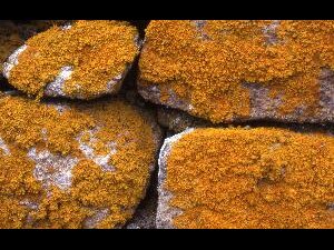 Great Saltee - orange lichen
