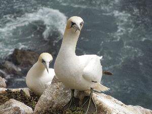 Great Saltee - gannets