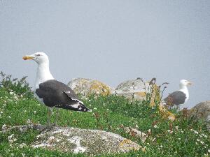 Great Saltee - black backed gulls