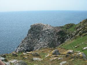 Great Saltee - part of the main gannet colony