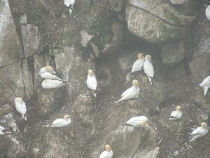 Great Saltee - nesting gannets