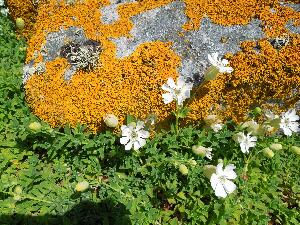 Great Saltee - campion and orange lichen