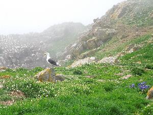 Great Saltee - black backed gull