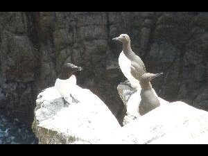 Great Saltee - one razorbill and two guillemots