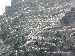 Little Skellig - about 25,000 pairs of gannets nest here.