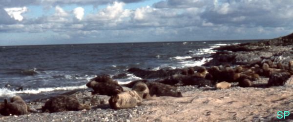 Seals at St Patrick's Island
